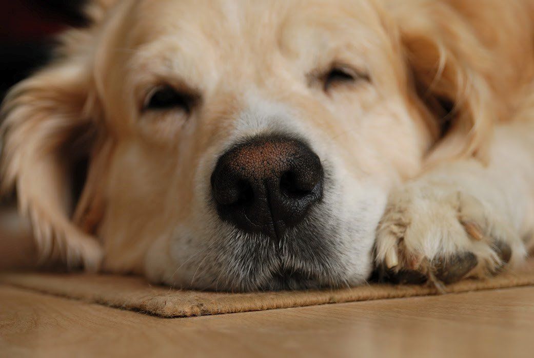 Golden Retriever dog resting, nose close-up, beige fur, black nose, paws on brown mat.