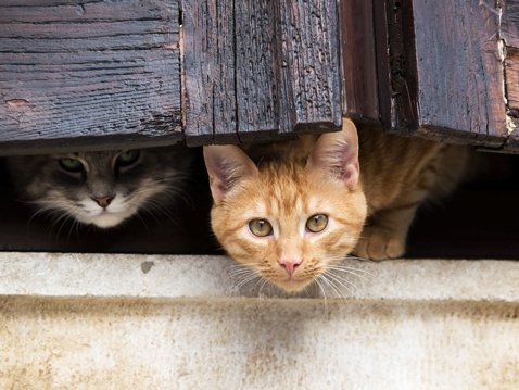 Cats hiding — Seattle, Washington — Veterinarians Two cats peek from behind wooden shutters. One orange, one gray.