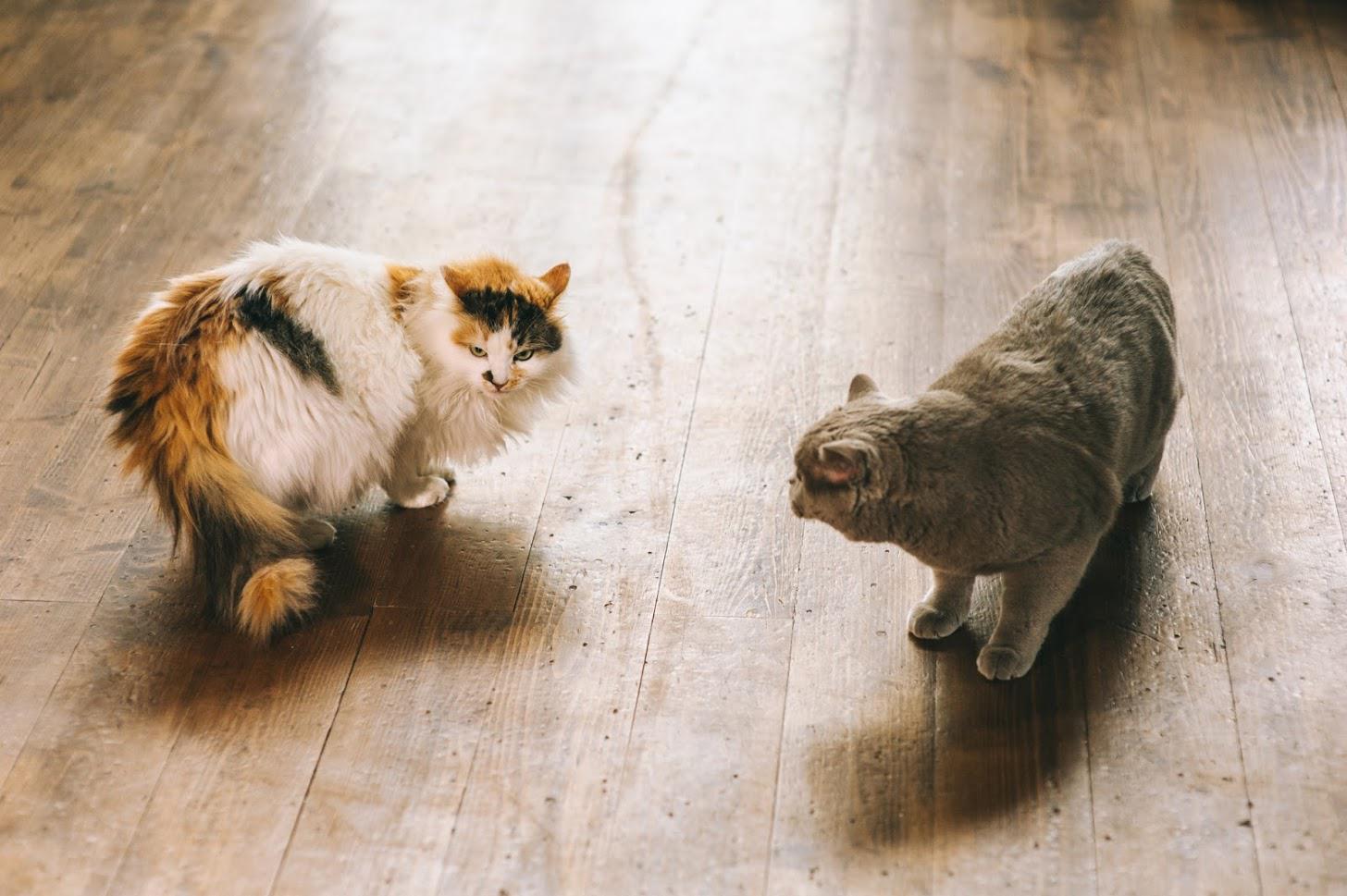 Two cats on a wooden floor: calico cat facing gray cat, both looking at each other, possibly interacting.