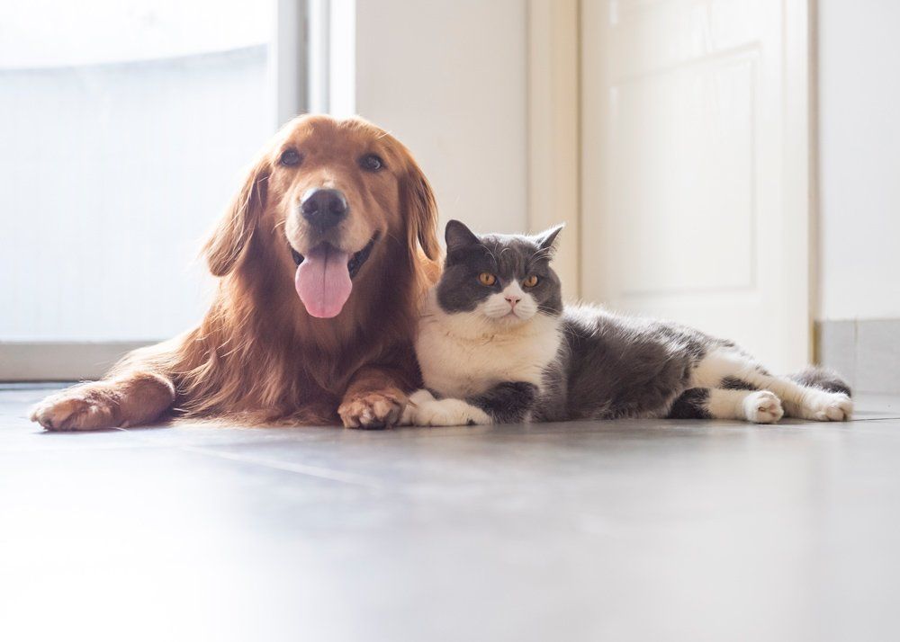 British shorthair and golden retriever friendly — Seattle, WA — South Seattle Veterinary Hospital Golden retriever dog and grey and white cat lying down together.