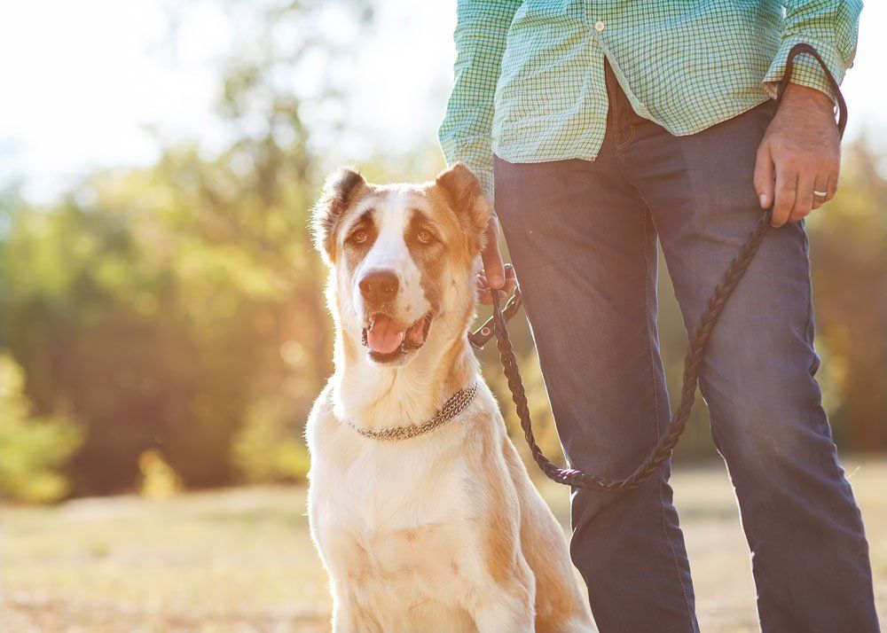 Dog on a leash next to a person in a sunny outdoor setting; dog is cream and brown.