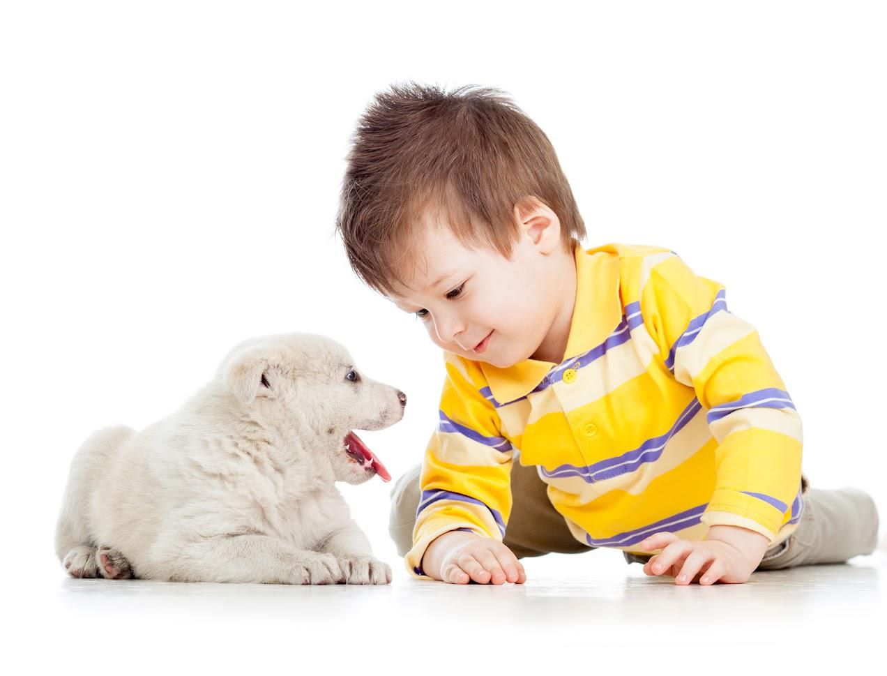 Child on knees looking at white puppy; both on white background.
