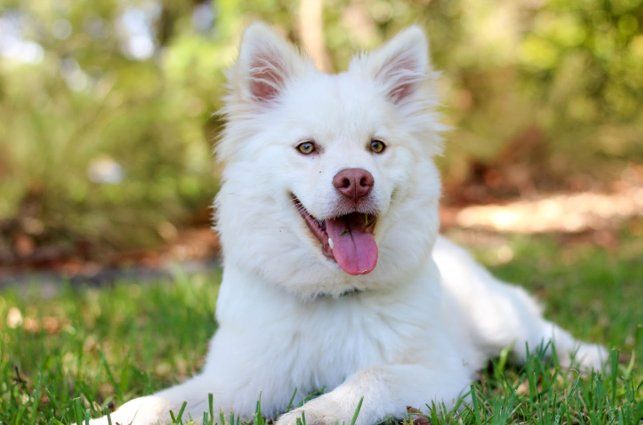 White dog with fluffy fur lying on green grass, smiling with tongue out.