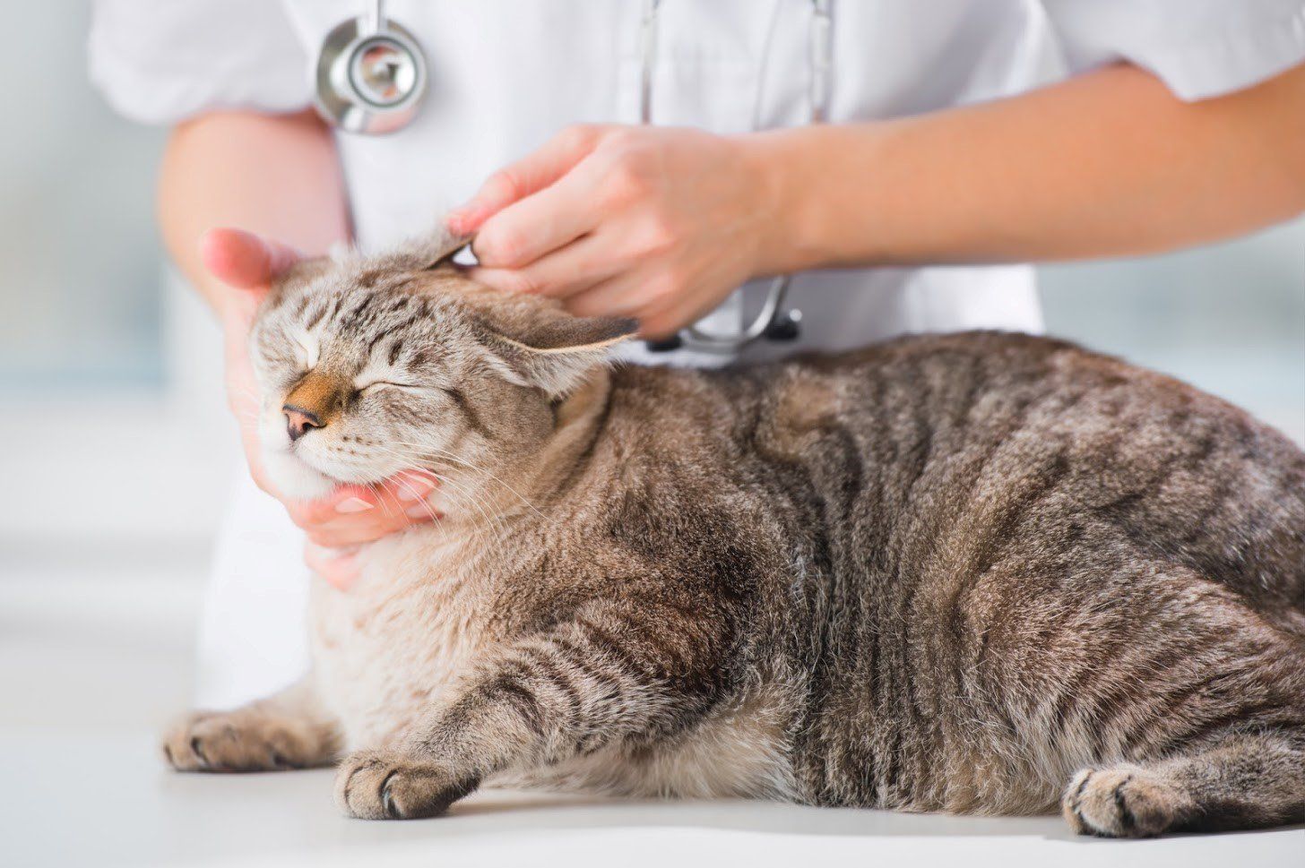 Veterinarian examining a tabby cat's ear; white lab coat, stethoscope, indoor setting.