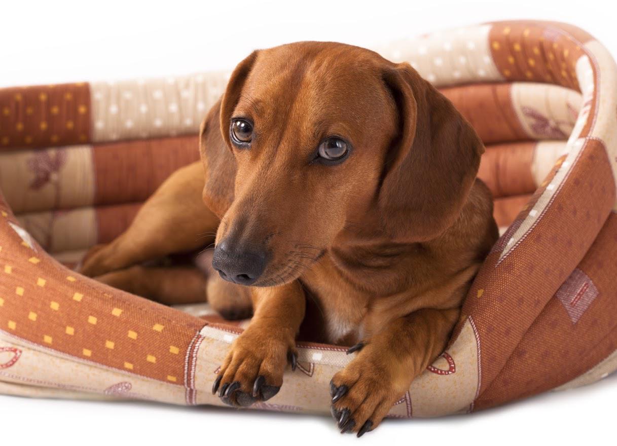 Brown dachshund dog in a patterned bed, looking at the viewer.