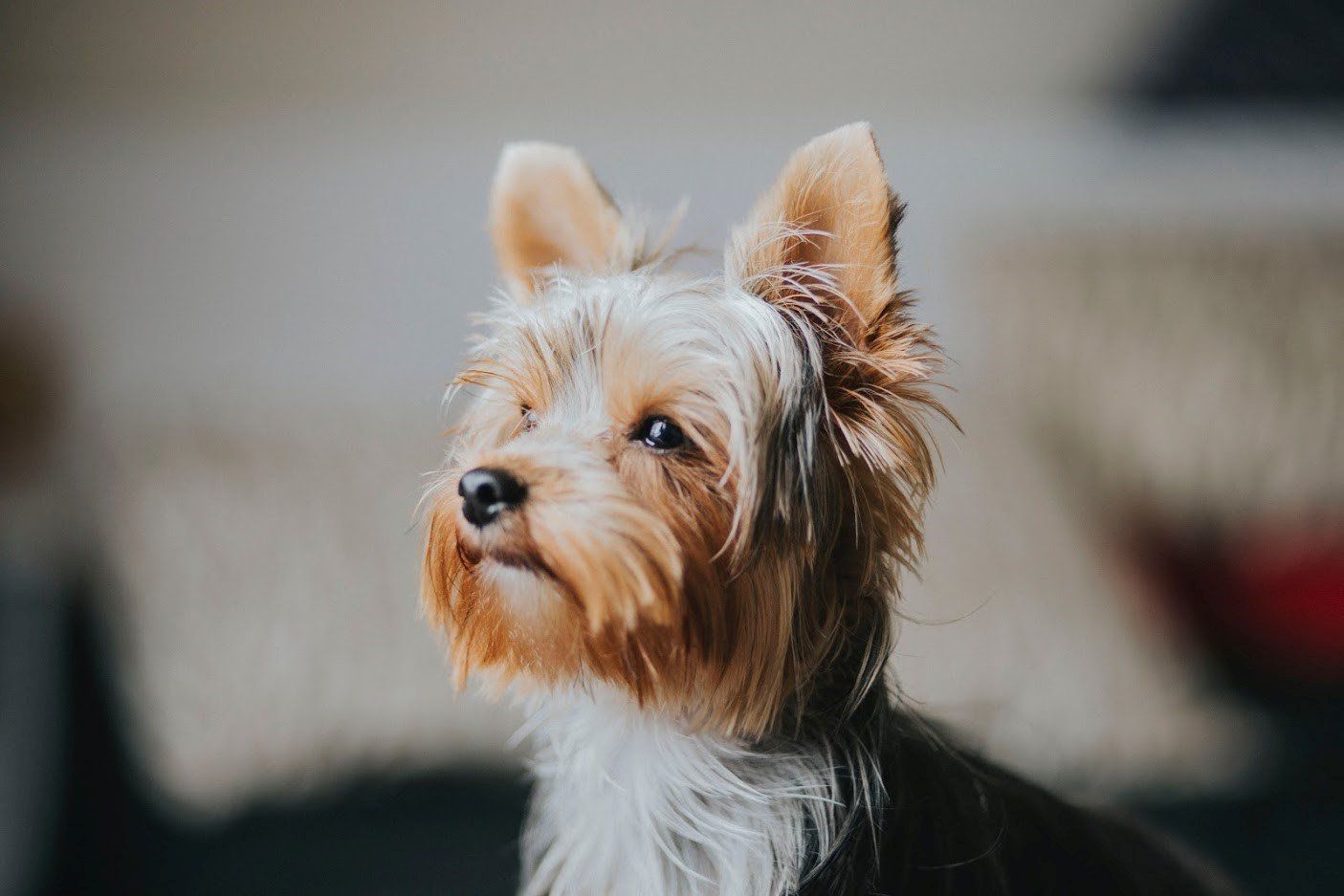 Shih Tzu Puppy — Seattle, WA — South Seattle Veterinary Hospital Yorkshire Terrier dog with tan, brown, and black fur, looking intently upwards.