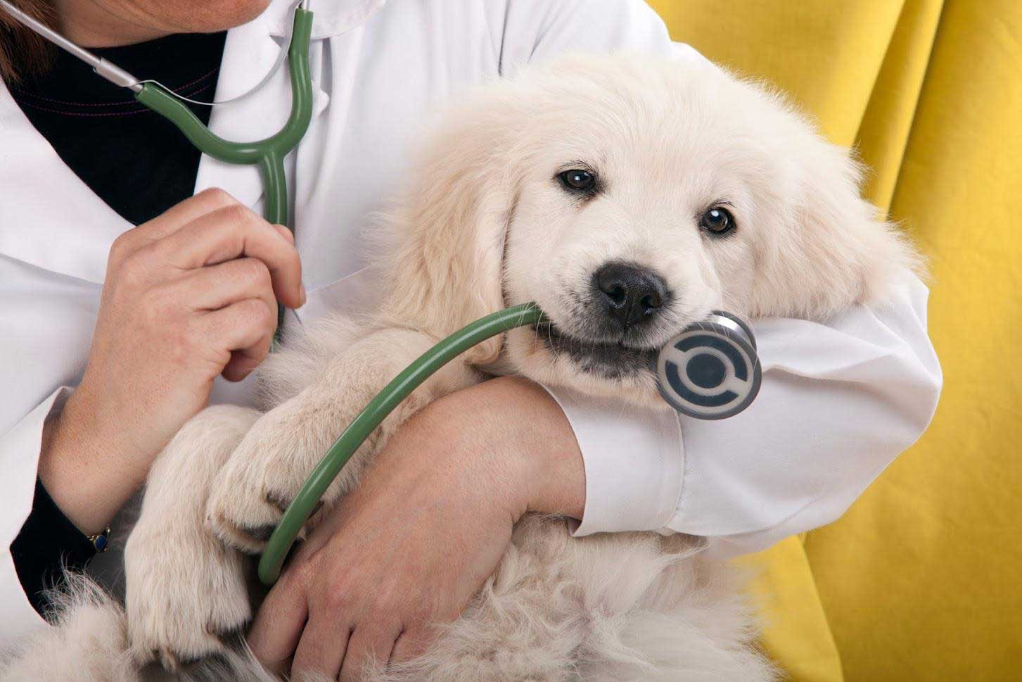 Dog being held by person in lab coat, biting a stethoscope.