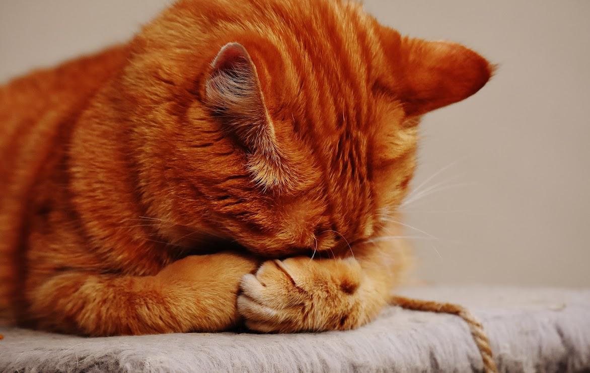 Veterinary — Sleeping Cat in Seattle, WA Orange tabby cat, paws over face, sitting on a fluffy surface.
