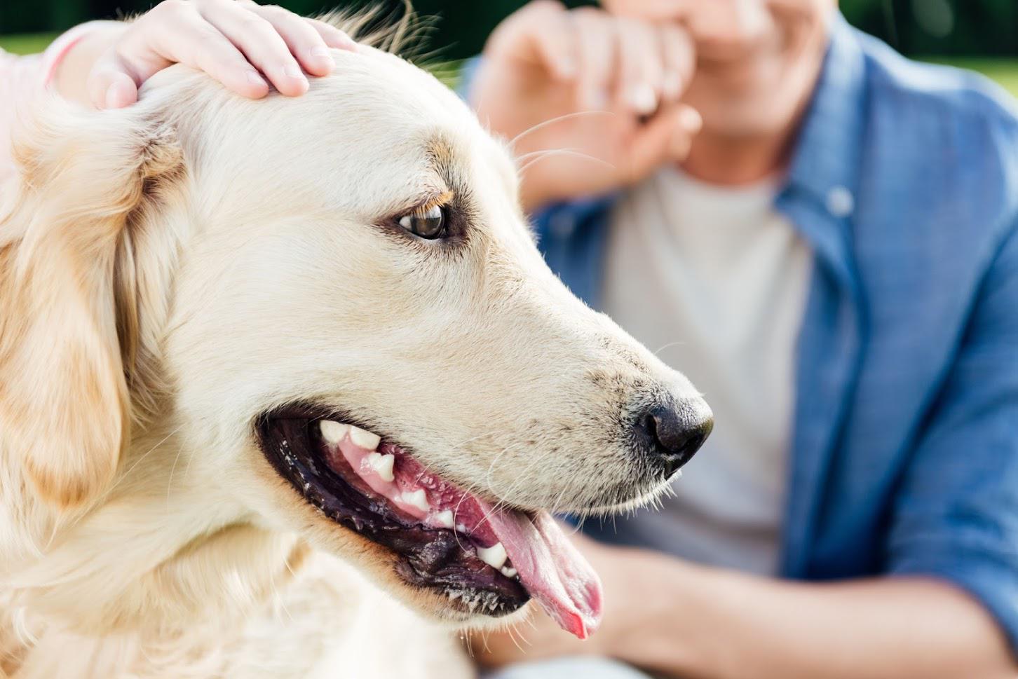 Golden retriever dog being pet by a person outdoors.