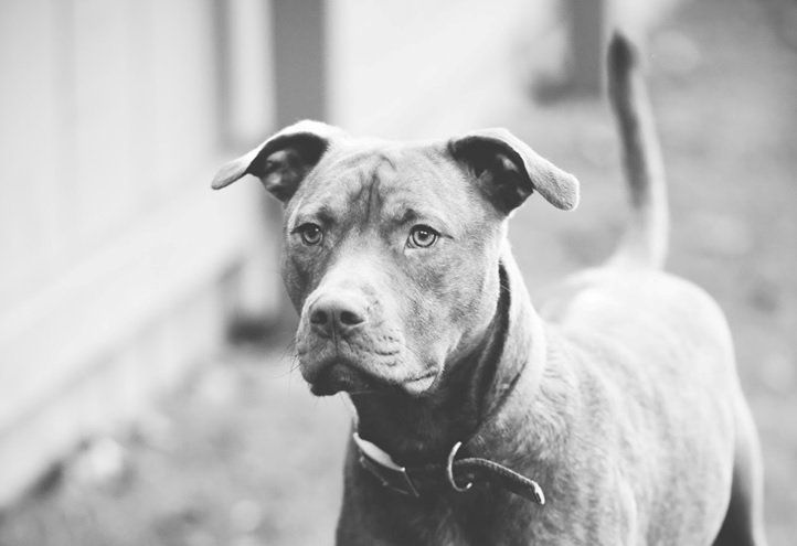 Gray pit bull with alert expression, outdoors near a wall.