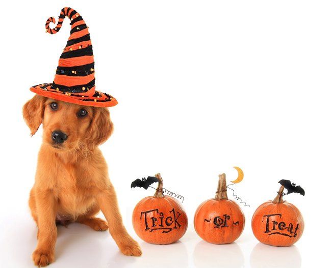 Dog with Halloween Pumpkins — Seattle, WA — South Seattle Veterinary Hospital Golden retriever puppy wearing a witch hat sits near three orange pumpkins that say