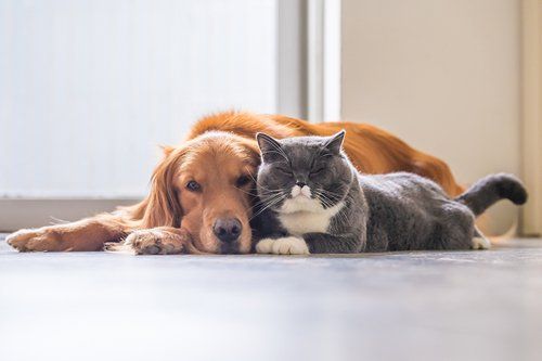 Dog and Cat Together — Seattle, WA — South Seattle Veterinary Hospital Golden retriever and gray cat lying together on a floor, looking at the camera.
