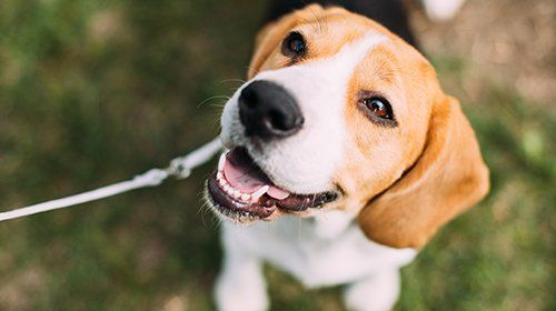 Beagle dog with brown and white fur, looking up with a happy expression and open mouth.