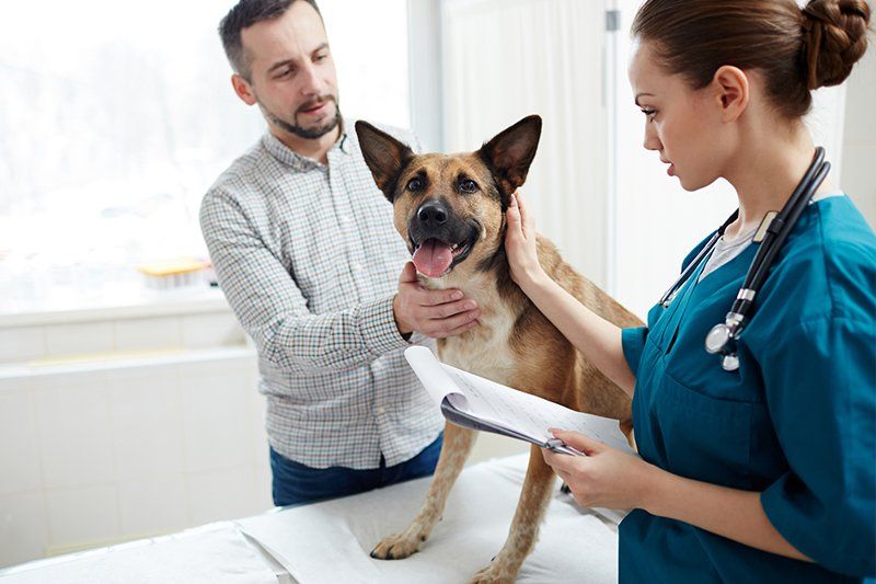 Dog Having a Treatment — Seattle, WA — South Seattle Veterinary Hospital A dog being examined by a veterinarian while the owner looks on in an office setting.