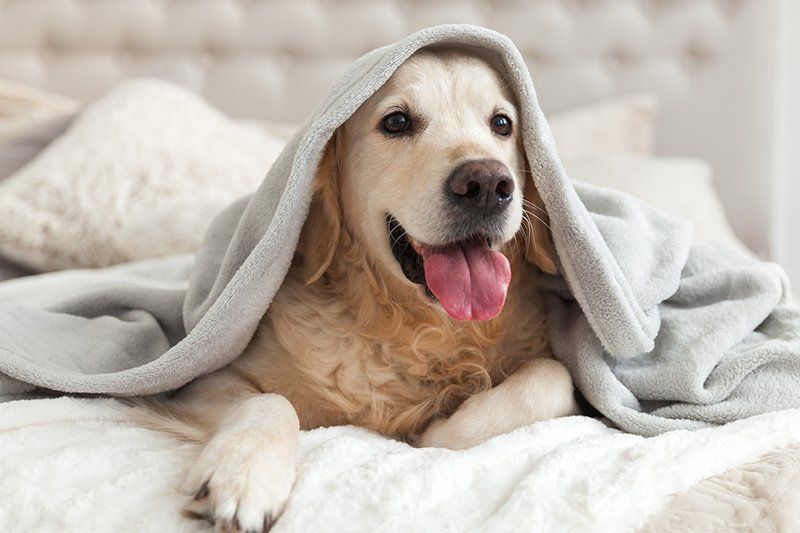 Golden retriever dog under a light gray blanket, lying on a white bed, tongue out, smiling.