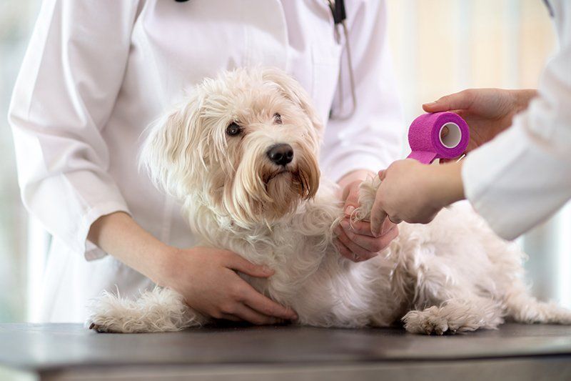 Dog getting paw bandaged by a vet, inside a veterinary clinic.