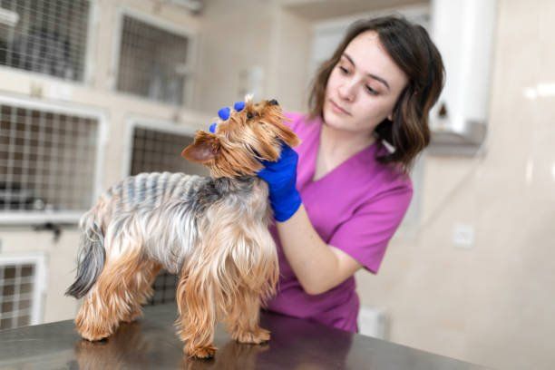 Veterinarian in pink scrubs examines a Yorkshire Terrier on a table; blue gloves, pet cages in background.
