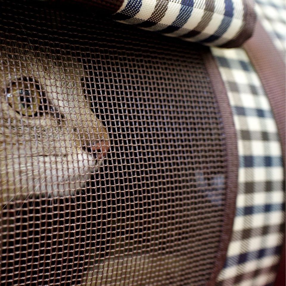 Transporte aéreo de animais domésticos