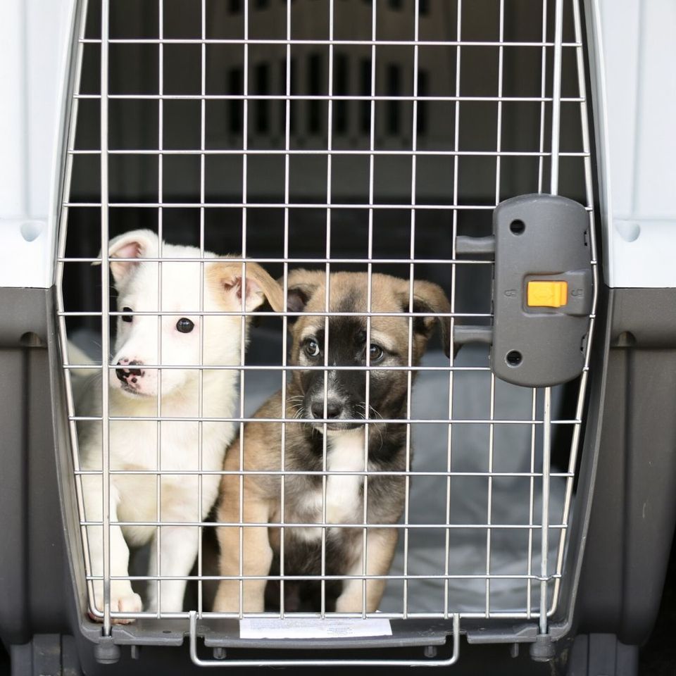 Transporte aéreo de animais domésticos