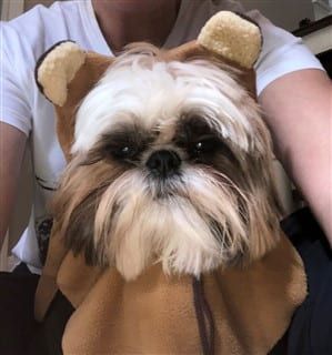 Ewok Halloween costume for Shih Tzu
