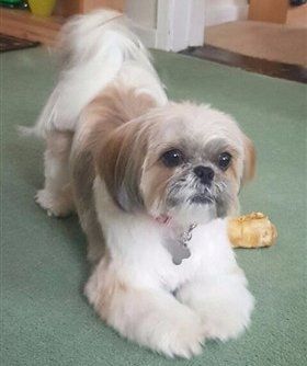 Shih Tzu short coat pic 1