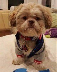 shih-tzu-wearing-clothes