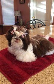 example-2-newborn-brown-white-adult-shih-tzu