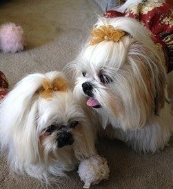 shih-tzu-long-hair-style-