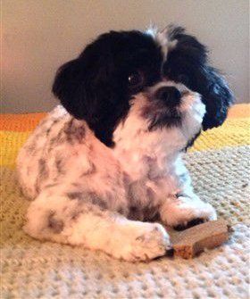 Shih Apso-cross-of-lhasa-apso-and-shih-tzu