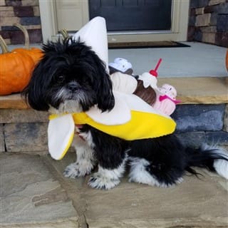 ice cream costume for dog