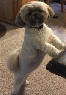 12 lb Shih Tzu