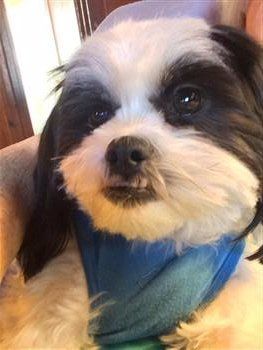 black-and-white-shih-tzu-close-up