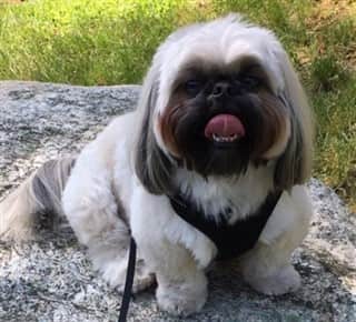 15 lb Shih Tzu