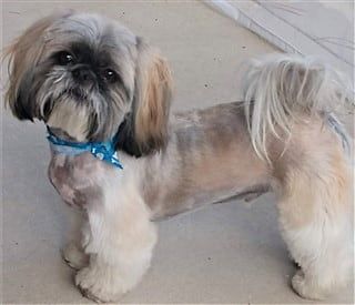 17 lb Shih Tzu