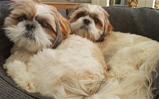 18 lb Shih Tzu dogs
