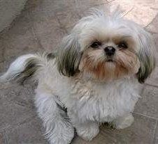01-white shih tzu dog.