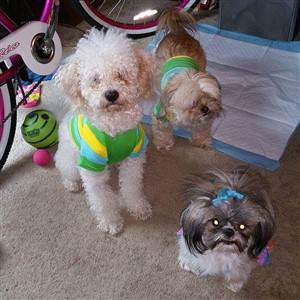 2 shih tzu mixes