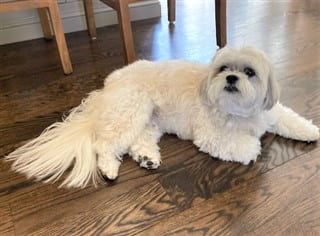 22 lb Shih Tzu dog