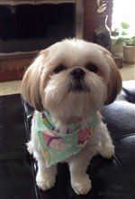 3 year old white Shih Tzu