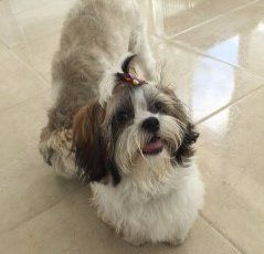 coloring-shih-tzu-change-adult