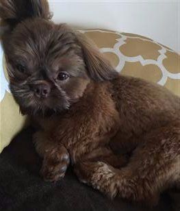 brown shih tzu puppy
