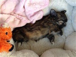 brindle as shih tzu puppy