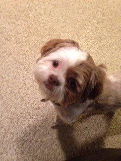 liver colored shih tzu with eye patch