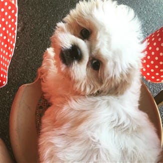 5 month old Shih Tzu pup in teething phase