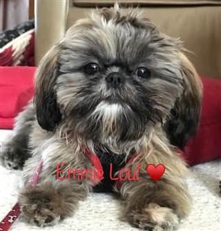 6 lb Shih Tzu dog