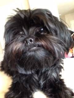 black shih tzu-touch of brown