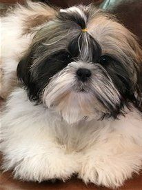 Ohio Shih Tzu breeder