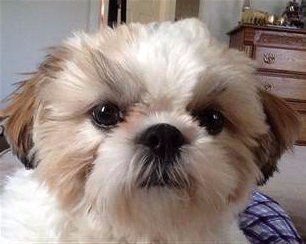 liver colors but black nose on Shih Tzu