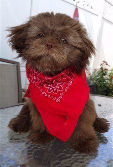 liver brown shih tzu