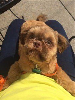 brown-changing-to-tan-shihtzu